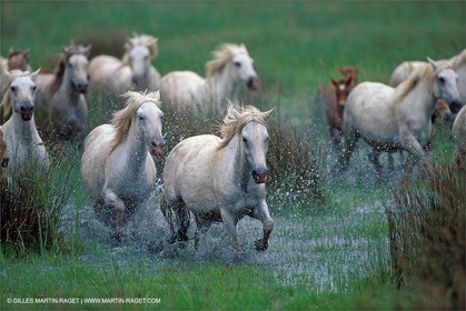 Camargue horses