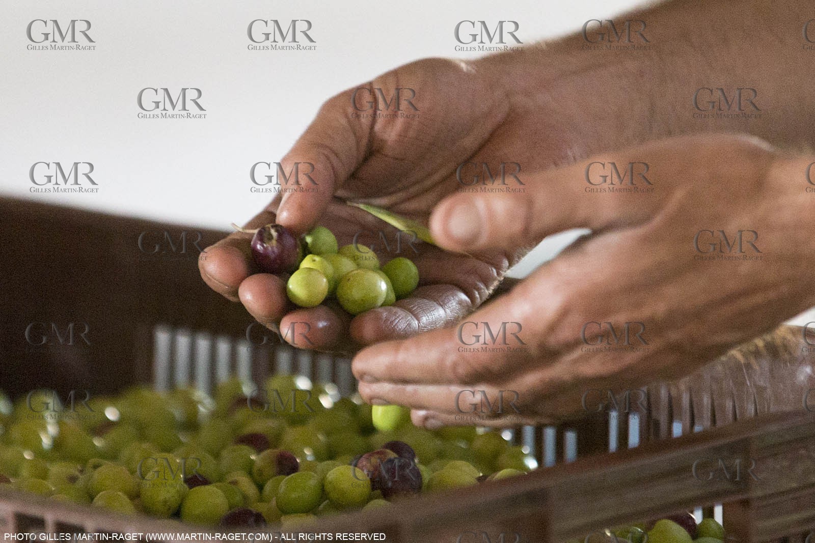 14 11 2015, Saint-Etienne du Grès (FRA,13), traditional making of olive oil at La Croix mill