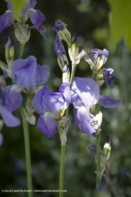01 05 2008 - Saint Rémy de Provence (FRA, 13) - Les Iris