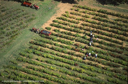 Provence, Le temps des vendanges