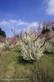 Luberon, Vaucluse (FRA,84) - Arbres fruitiers en fleur