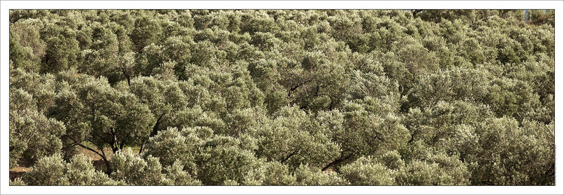 Produit : Tirage photo réalisé par nos soins sur imprimante jet d'encre professionnelle Epson à partir de 8 encres ultrachrome inaltérables (label Digigraphie).Formats au choix :. 20 x 60 cm. 33 x 95 cm- 52 x 150 cmChoix des papiers :. Papier standard brillant 250 gr., filet noir, marge blanche, tirage non signé. Papier haut de gamme satiné 290 gr. filet noir, marge blanche, tirage vérifié et signé par l'auteur.. Autres supports (canvas, acrylique, dibond) sur demandeConditionnement : tube cylindrique renforcé.Options pour l'expédition : . colissimo + dépôt boîte aux lettres (France uniquement). Colissimo avec signature à réception. Transporteur express (2 jours ouvrés) avec signature à réceptionCliquez sur caddie pour sélectionner votre formule et démarrer la procédure de commande en ligne