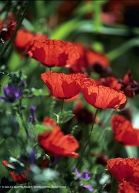poppies