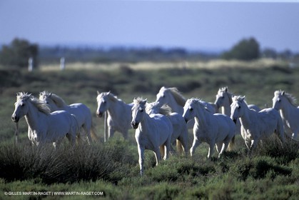 Camargue horses