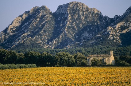 Alpilles (FRA,13) - Champs de tournesols