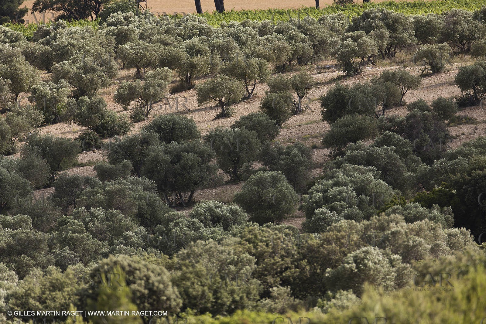 13 06 2012 -  Lançon de Provence (FRA,13) - Chateau Calissanne