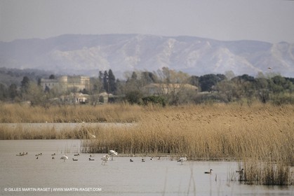 France, Provence, Camargue, Birds, Flamants, flamingos