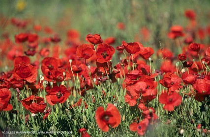 2000-2010- Les Alpilles (FRA,13) - Champs de coquelicots