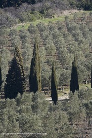 05 02 2008 - Arles (FRA, 13) - Paysages du Pays d'Arles