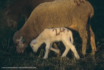 France, Provence, Moutons, bergers, élevage, transhumance