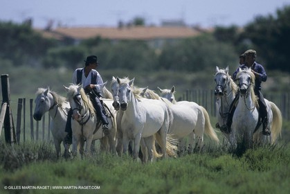 France, Provence, Camargue, Gardians de Camargue, métier, fêtes, élevage, tri