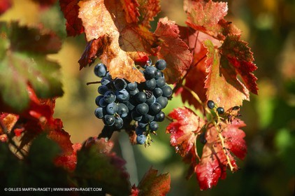 Provence, Le temps des vendanges