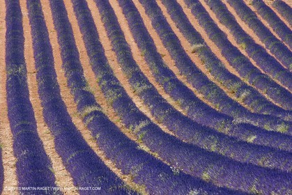 27 06 2011 - Puimichel (FRA, 04) - Lavander fields
