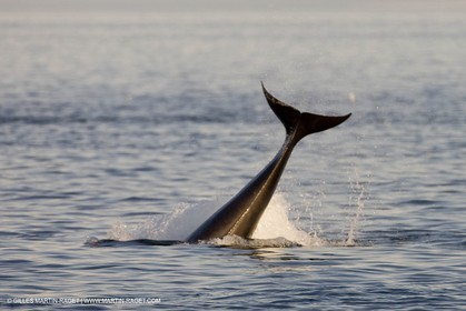 Animaux marins
