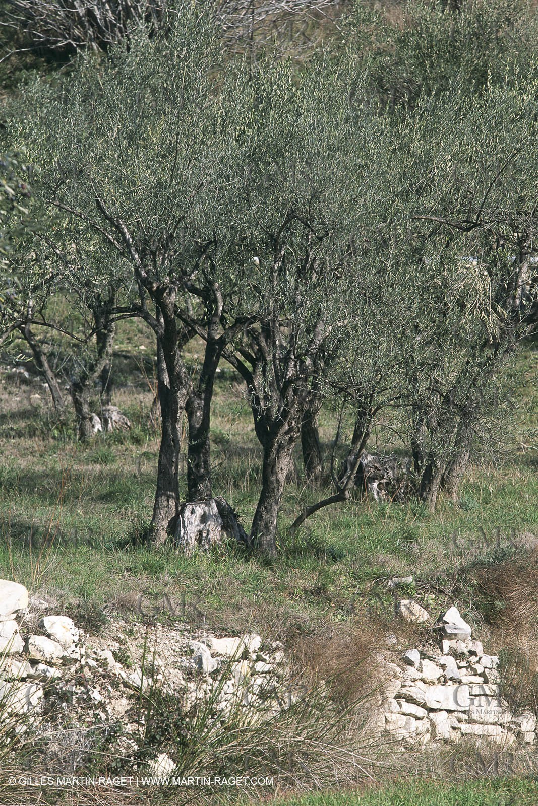 Nîmes Métropole landscapes (FRA,30) - Vaunage