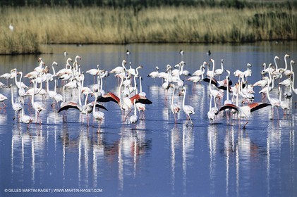 Camargue (FRA,13) - Flamants roses en Camargue