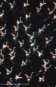 Camargue (FRA,13) - Flamants roses en Camargue
