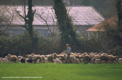Moutons - Bergers