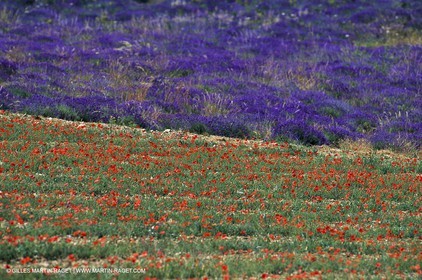 Champs de lavandes, Champs de coquelicots