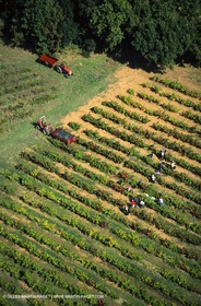 Provence, Le temps des vendanges