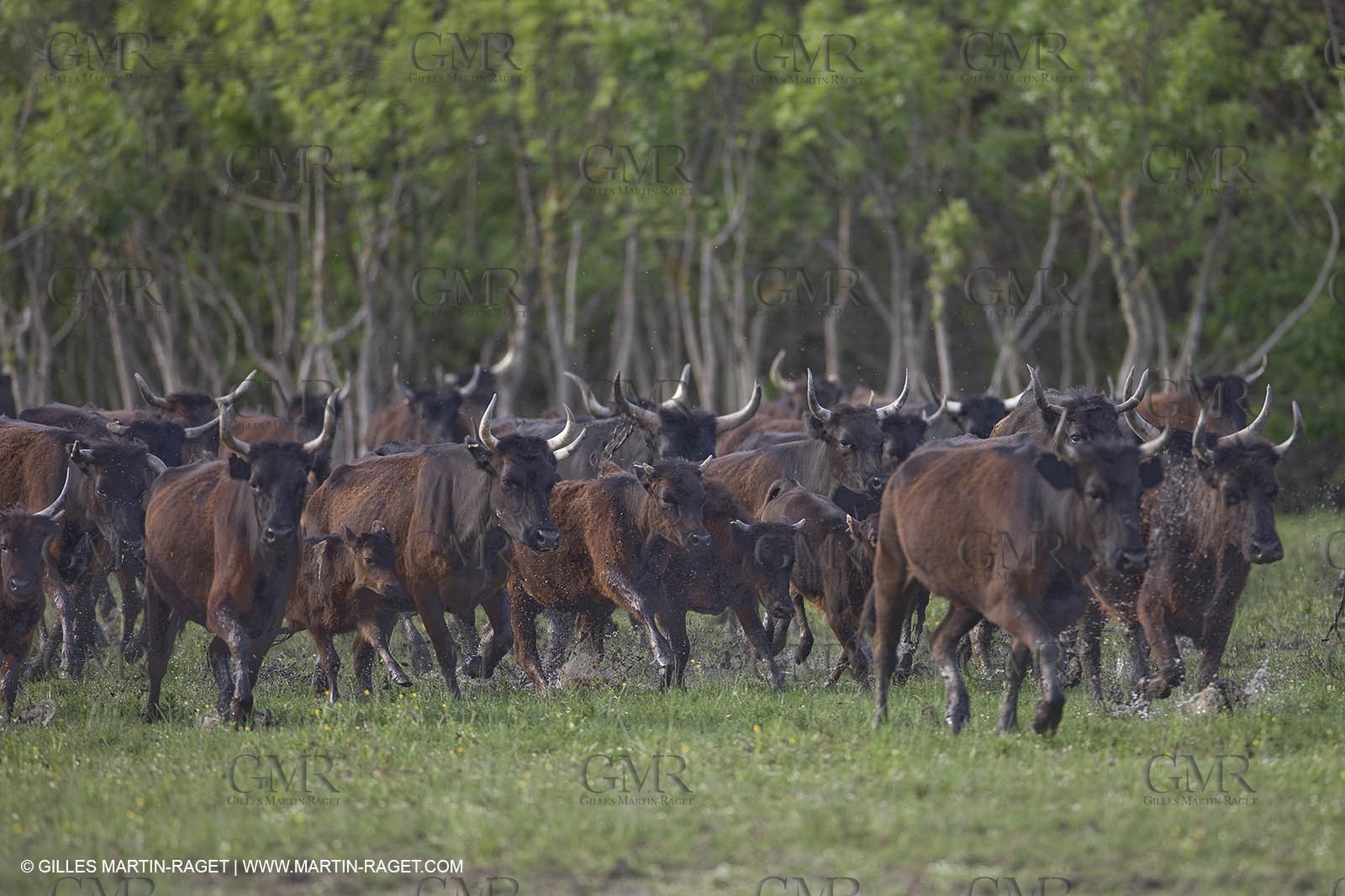 07 05 2008 - Le Cailar (FRA,30) - Stock work at Mas du Pont de Laute domain