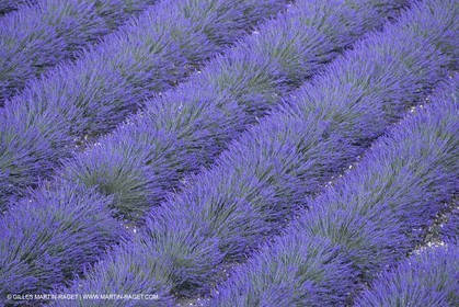 France, Provence, Lavender fields