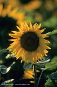 Alpilles (FRA,13) - Champs de tournesols