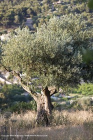 26 06 09 - Sanary sur mer (FRA,83)