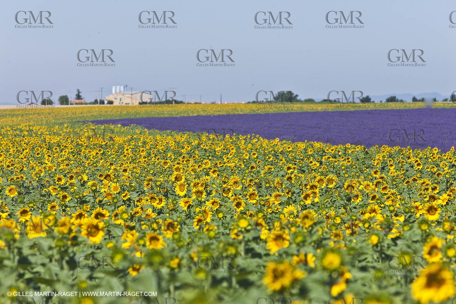 27 06 2011 - Valensole (FRA, 04) - Lavander fields