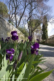 16 03 2008 - Saint Rémy de Provence (FRA, 13) - Saint Paul de Mausole - Les Iris
