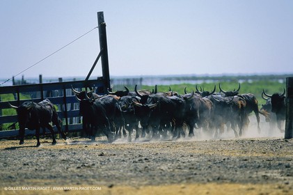 Bouches du Rhône, Camargue (FRA 13) - Taureaux de Camargue