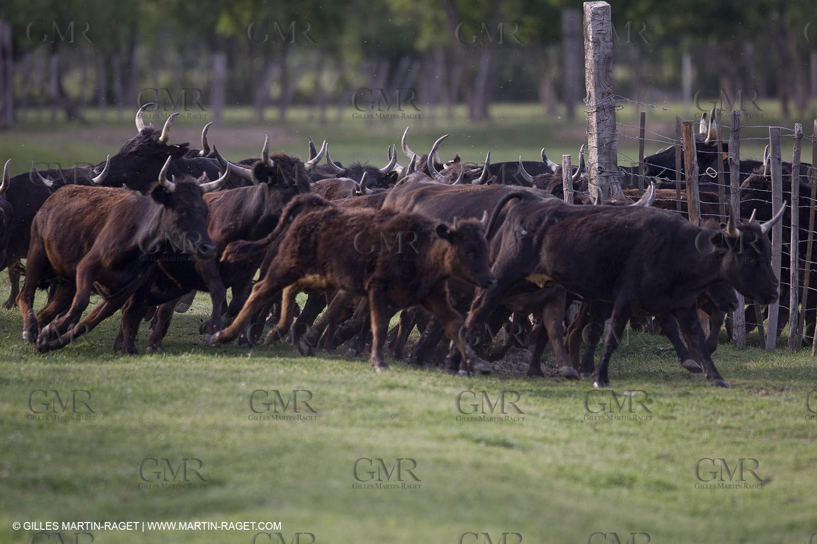 07 05 2008 - Le Cailar (FRA,30) - Stock work at Mas du Pont de Laute domain