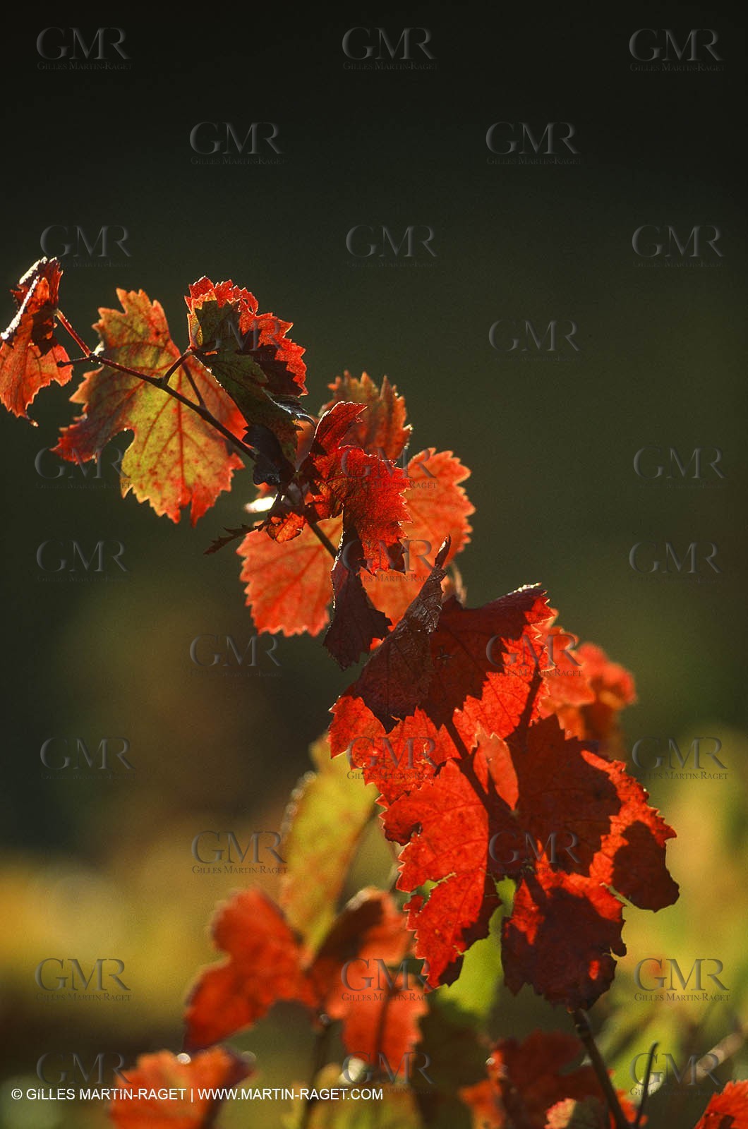 Provence, Harvest time