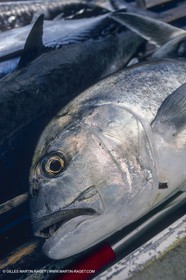 Water sports, Sportfishing, pêche au gros