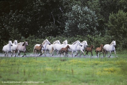 Les Saintes Maries de la mer (FRA,13) - Camargue horses