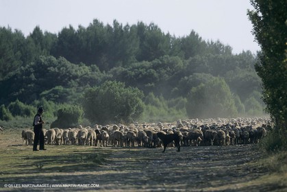 France, Provence, Moutons, bergers, élevage, transhumance