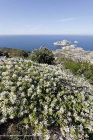 18 04 2009 - Marseille (FRA, 13) - Les Calanques - Rocher St Michel summit