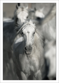 2000-2010- Arles - Les Saintes Maries de la mer (FRA,13) - Chevaux race Camargue