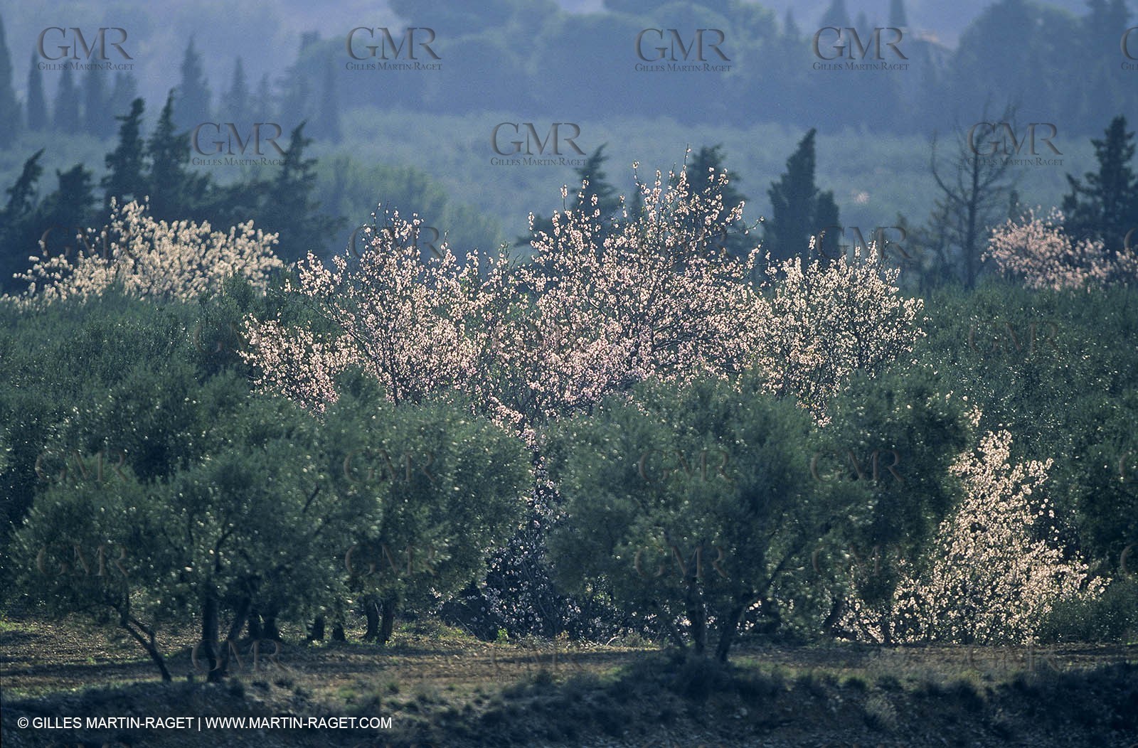 Luberon, Vaucluse (FRA,84) - Fruit trees blooming