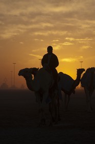 20 11 2010 - Dubai (EAU) - Courses de chameaux
