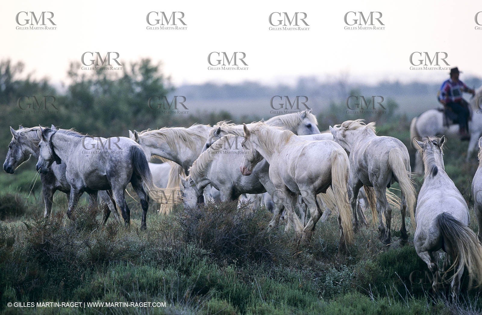 Camargue (FRA,13) - Gardians