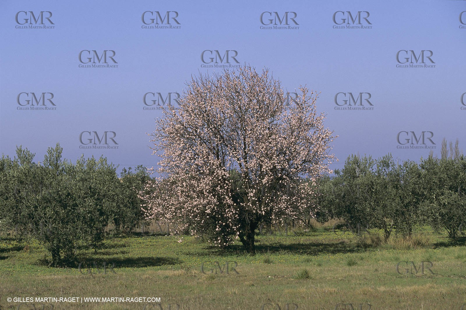 France, Provence, Arbres fruitiers en fleur   Spring bloom