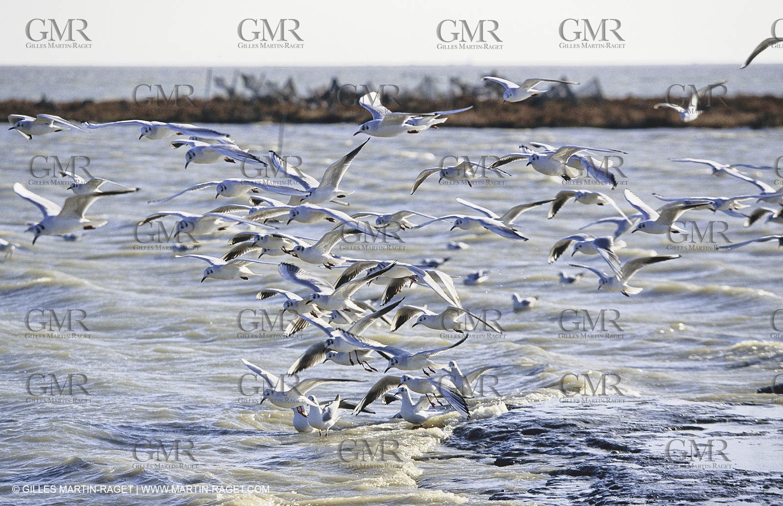 Camargue (FRA,13) - Flamingos in the Camargue