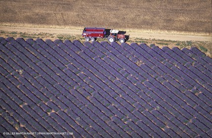 Juin 2005, Valensole (FRA,04) - Champs de lavandes