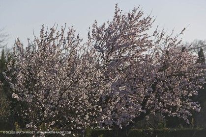 09 02 2008 - Les Baux de Provence (FRA, 13) - Paysages des Alpilles
