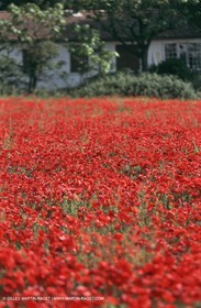 France - Languedoc-Roussillon - Paysages de Nîmes Métropole - Costières