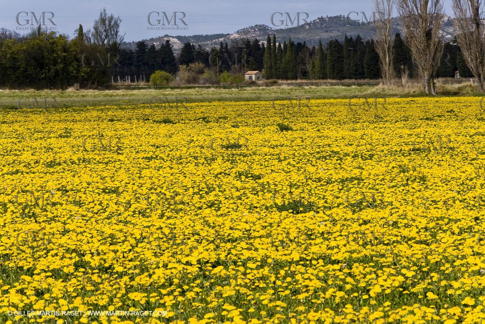 16 03 2008 - Saint Rémy de Provence (FRA, 13) - Alpilles hills landscapes - Dandelion field