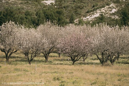 France, Provence, Arbres fruitiers en fleur   Spring bloom