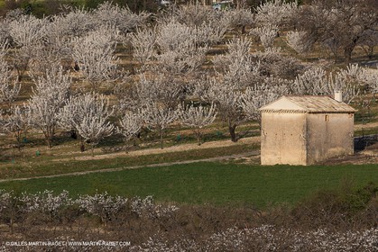 March 30th 2012 - Saint Saturnin les Apt (FRA, 84) - blooming cherry trees