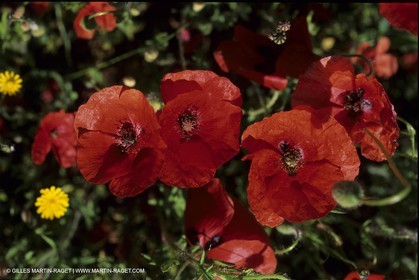 Coquelicots